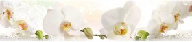 Кухонный фартук КМ 155 Орхидея Капли Цветы в Куйбышеве - kujbyshev.katalogmebeli.com | фото