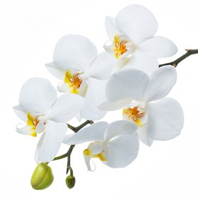 Стол обеденный Танго белый/Орхидея в Куйбышеве - kujbyshev.katalogmebeli.com | фото 3